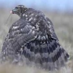 image of bird
