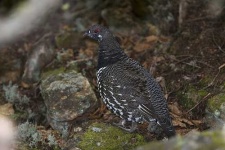 image of black_grouse #10