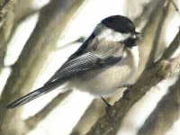image of chickadee
