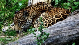 image of jaguar_car