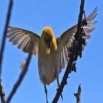 image of bird