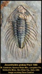 image of trilobite