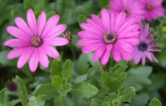 image of flower