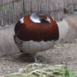 image of bird