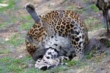 image of jaguar_car