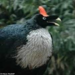 image of bird