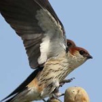 image of bird