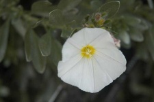 image of flower