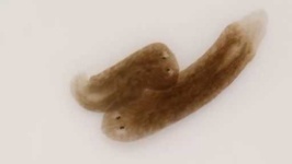 image of parasitic_flatworms