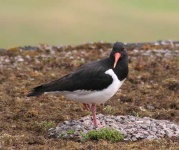 image of oystercatcher
