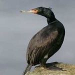 image of bird