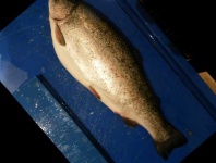 image of trout #32
