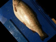 image of fish