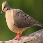 image of bird