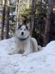 image of eskimo_dog #15