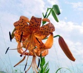 image of flower