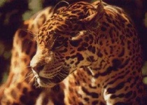 image of jaguar_car