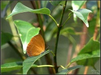 image of lycaenid