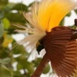 image of bird