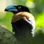 image of bird