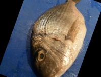 image of fish