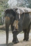 image of indian_elephant