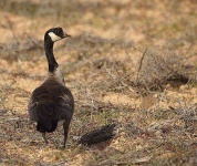 image of bustard