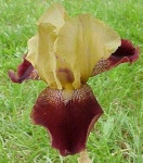 image of bearded_iris #30