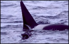 image of killer_whale