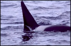 image of killer_whale #18