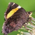 image of animal