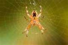 image of barn_spider