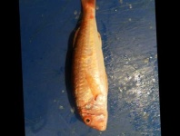 image of fish