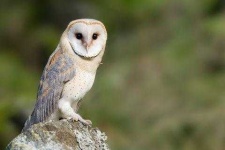 image of owl
