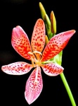 image of flower