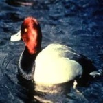 image of bird