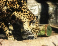 image of jaguar_car