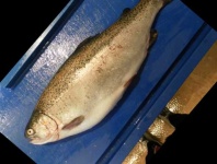 image of fish