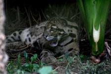 image of animal