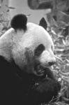 image of panda