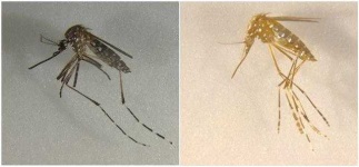 image of mosquito