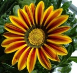 image of flower