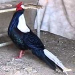 image of bird