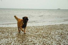 image of animal