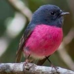 image of bird