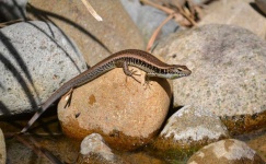 image of animal
