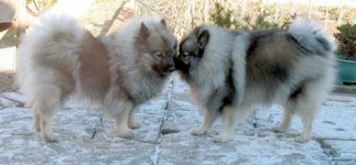 image of keeshond