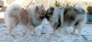 image of keeshond #34