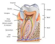 image of tooth #6