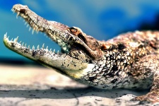 image of american_alligator